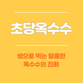 초당옥수수, 생으로 먹는 달콤한 옥수수의 진화