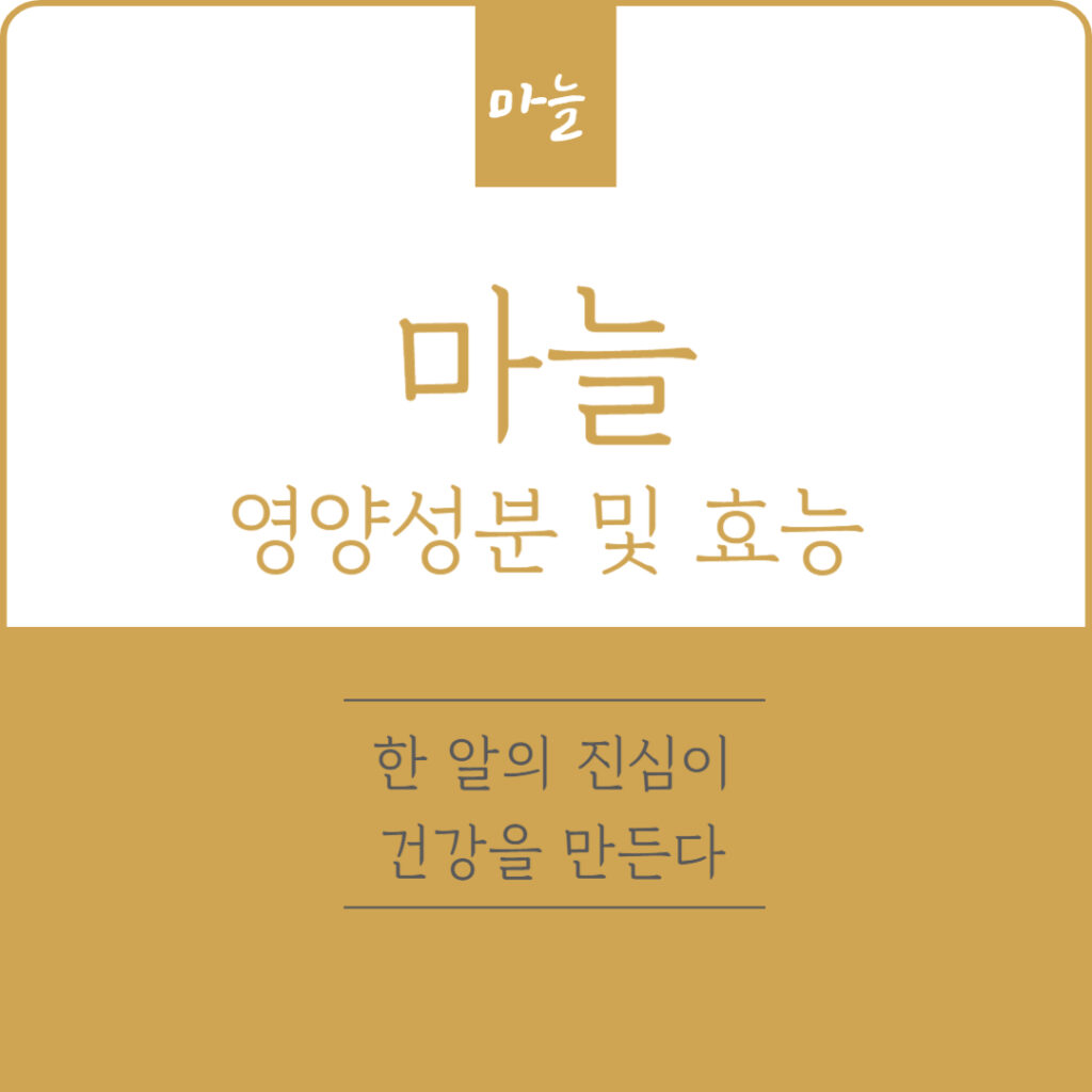 마늘 영양성분 및 효능, 한 알의 진심이 건강을 만든다
