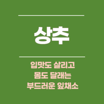 상추, 입맛도 살리고 몸도 달래는 부드러운 잎채소