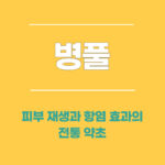 병풀, 피부 재생과 항염 효과의 전통 약초