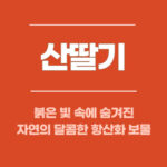 산딸기, 붉은 빛 속에 숨겨진 자연의 달콤한 항산화 보물
