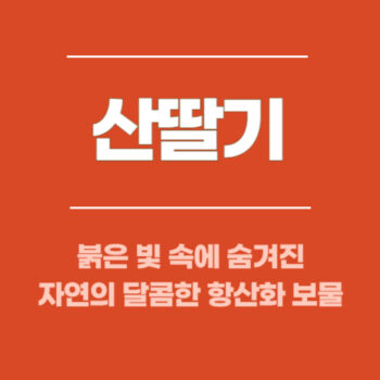 산딸기, 붉은 빛 속에 숨겨진 자연의 달콤한 항산화 보물